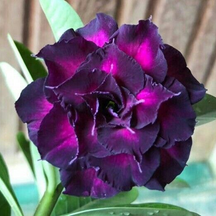 FloraOasis – Premium Desert Rose Plant Seeds