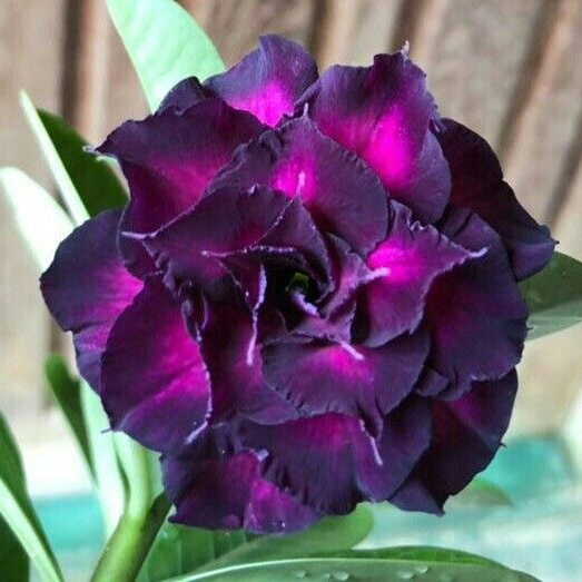 FloraOasis – Premium Desert Rose Plant Seeds