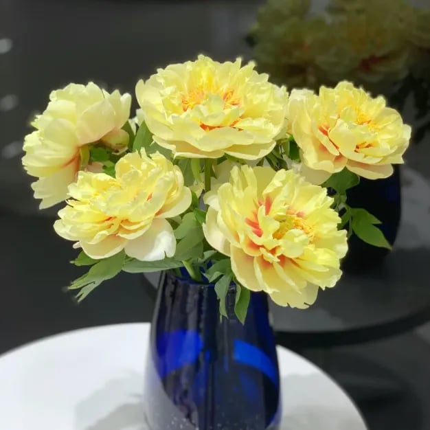 RoyalBloom - Luxurious Peony Flower Seeds | The Queen of Flowers