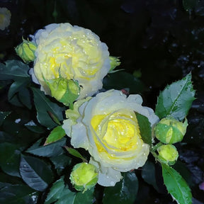 BloomRidge – Hardy Perennial Lisianthus Seeds