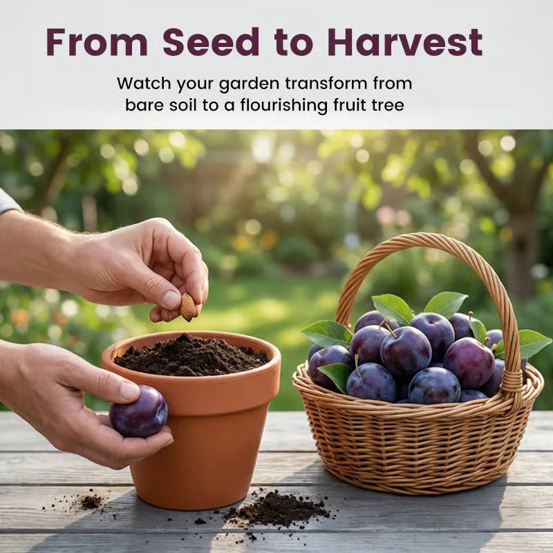 🌳LIMITED-TIME BUY 1 GET 1 FREE⏰🍑 Heirloom Non-GMO Grafted Plum Tree Live Seeds