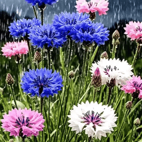 MeadowMagic Seeds – Pollinator Friendly Flower Blend