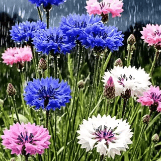 MeadowMagic Seeds – Pollinator Friendly Flower Blend