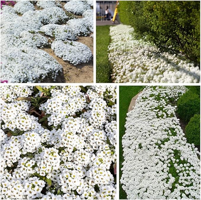 ThymeCreep – Optimal Ground Cover Seeds