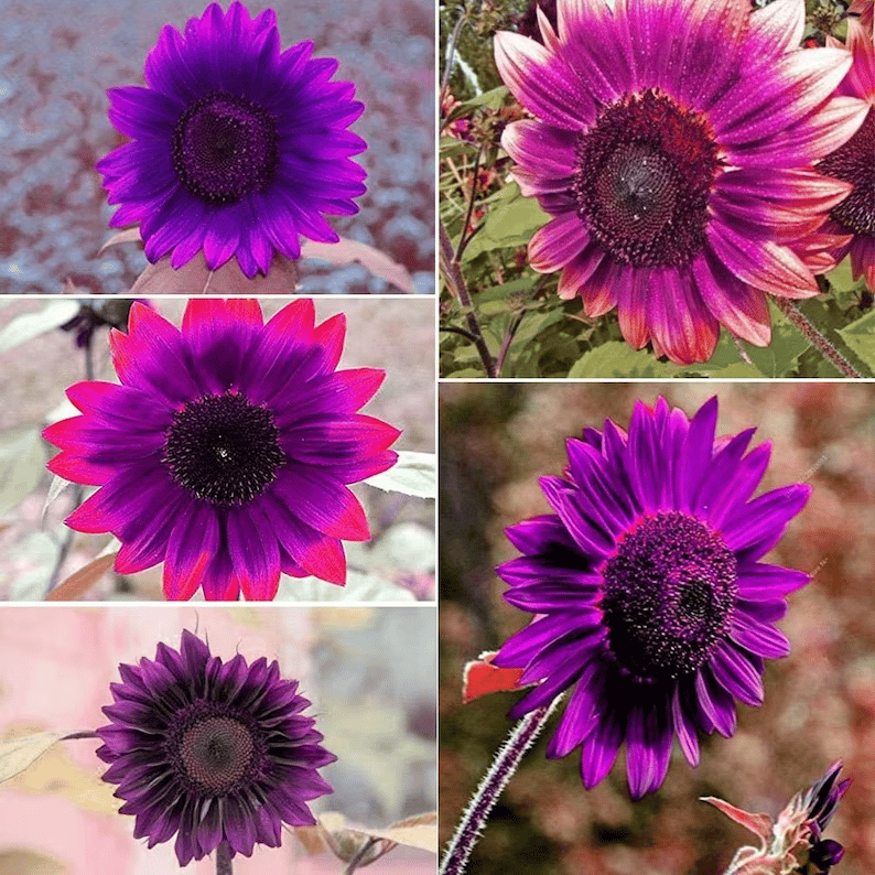 SunGiant – Rare Purple Sunflower Seeds