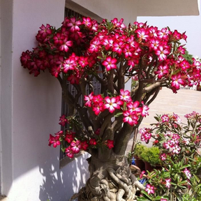 SunRose Garden – Desert Bloom Seeds