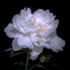 RoyalBloom - Luxurious Peony Flower Seeds | The Queen of Flowers