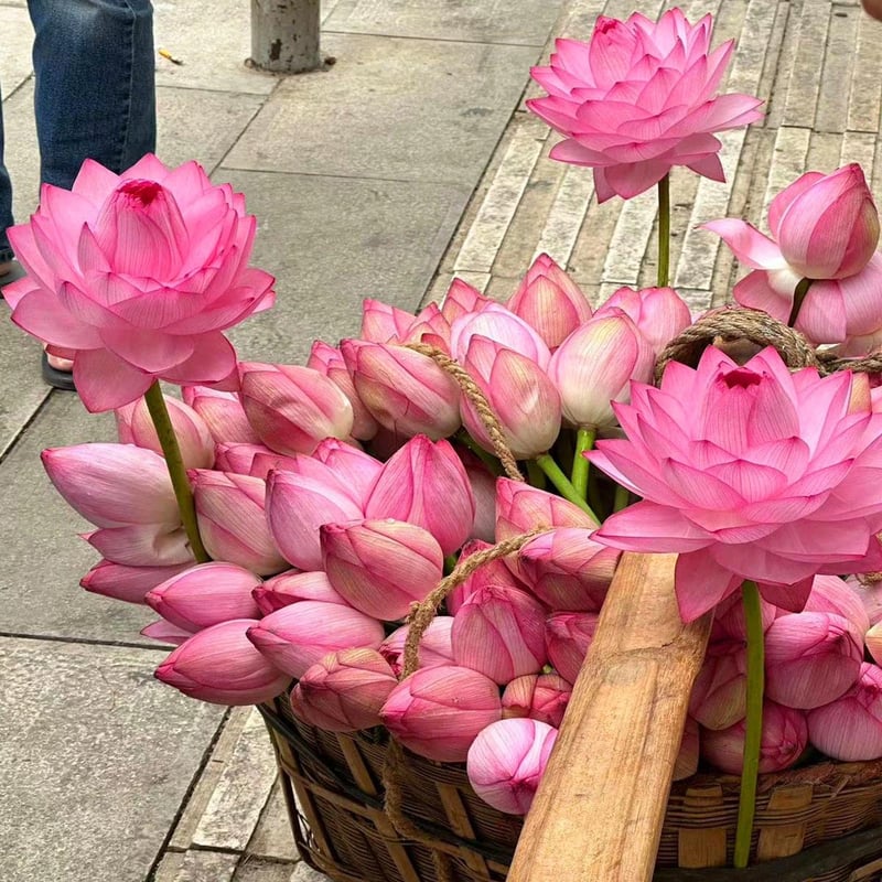 LotusBloom – The Sacred Bonsai Bowl Lotus Flower