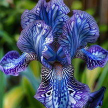 BloomAura – Exotic Tall Bearded Iris Flower