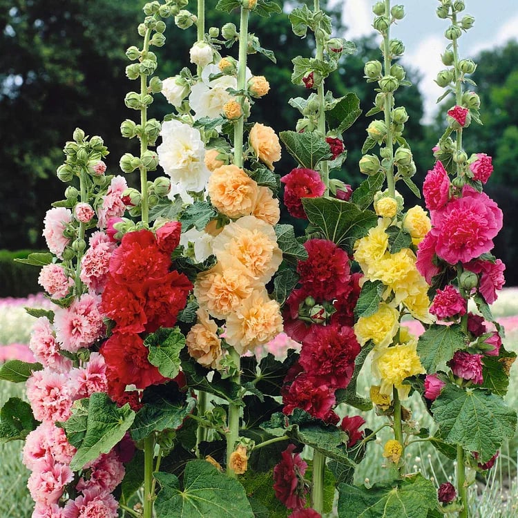 PollinatorPride - Double Hollyhock Seeds