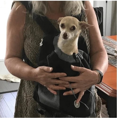 PawStride – Airy Summer Outdoor Backpack for Pets