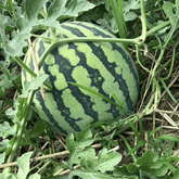 SeedHarvest – Heirloom Non-GMO Watermelon Seeds (50/100PCS)