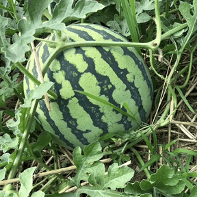 SeedHarvest – Heirloom Non-GMO Watermelon Seeds (50/100PCS)