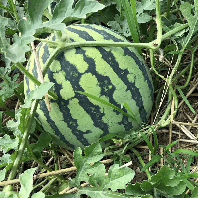 SeedHarvest – Heirloom Non-GMO Watermelon Seeds (50/100PCS)