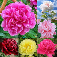 RoyalBloom - Luxurious Peony Flower Seeds | The Queen of Flowers