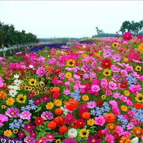 FloraBurst – Mixed Perennial Flower Seeds Collection