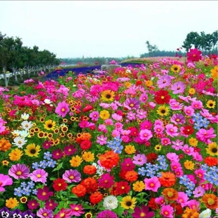 FloraBurst – Mixed Perennial Flower Seeds Collection