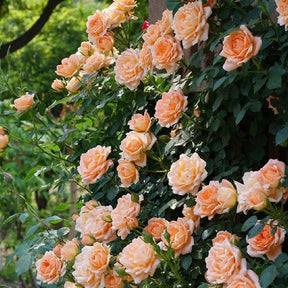 BloomVine – Beautiful Climbing Rose Seeds