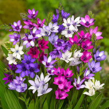 PetalBurst - Fast Bloom Flower Bulbs