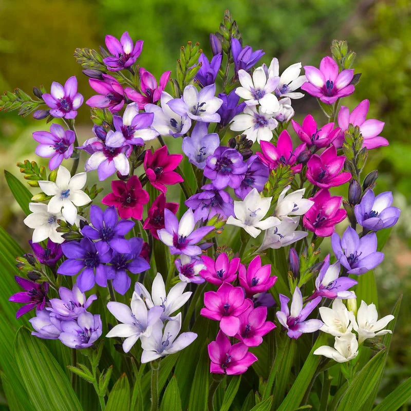 PetalBurst - Fast Bloom Flower Bulbs