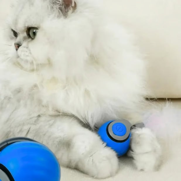CatChase – Electric Rolling Ball