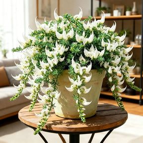 ParrotBloom – Rare Parrot Beak Spider Plant