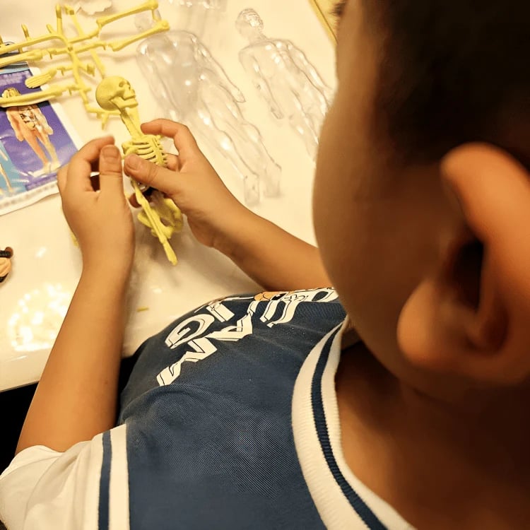 SmartSkeleton – Fun Stem Anatomy Model for Kids