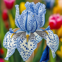 BloomAura – Exotic Tall Bearded Iris Flower