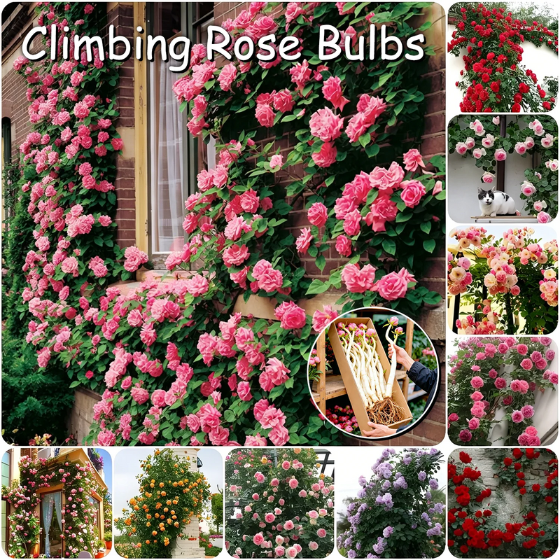 RoseCascade – Premium Climbing Rose Bulbs
