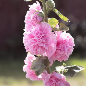 PollinatorPride - Double Hollyhock Seeds