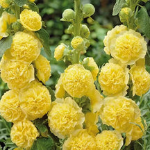 PollinatorPride - Double Hollyhock Seeds
