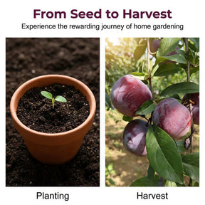 🌳LIMITED-TIME BUY 1 GET 1 FREE⏰🍑 Heirloom Non-GMO Grafted Plum Tree Live Seeds