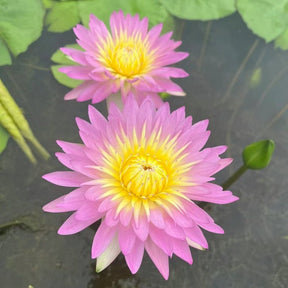 LotusBloom – The Sacred Bonsai Bowl Lotus Flower