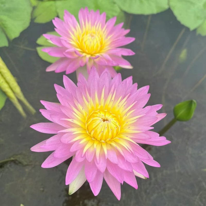LotusBloom – The Sacred Bonsai Bowl Lotus Flower