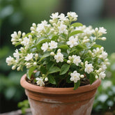 Bloomora – 100 Non-GMO Fragrant Climbing Jasmine Seeds