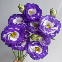 BloomRidge – Hardy Perennial Lisianthus Seeds