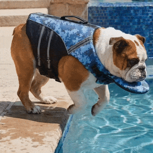 AquaPaw – High Buoyancy Dog Life Jacket