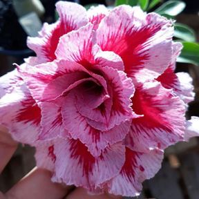 SunRose Garden – Desert Bloom Seeds