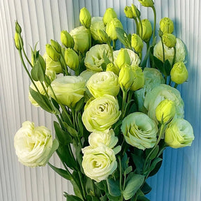 BloomRidge – Hardy Perennial Lisianthus Seeds