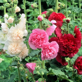 PollinatorPride - Double Hollyhock Seeds
