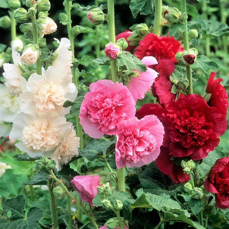 PollinatorPride - Double Hollyhock Seeds