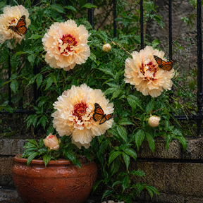 🌸 Rare Climbing Peony Bulbs🪴Big Full Blooms, Cold Hardy Perennial, Easy to Grow Garden Favorite