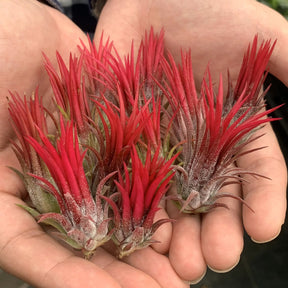 AquaBloom – Hanging Air Plant Jellyfish