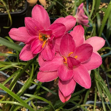 PetalBurst - Fast Bloom Flower Bulbs