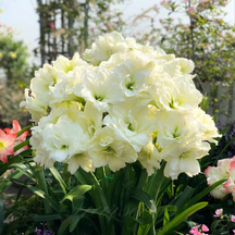 FloraGiant – Massive Hippeastrum Bloom