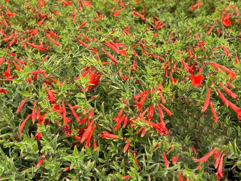 FloraAura "Hummingbird Carpet" – Epilobium garrettii Rainbow Burst Seeds