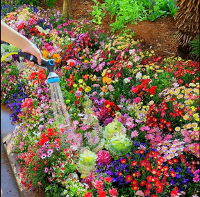 FloraBurst – Mixed Perennial Flower Seeds Collection