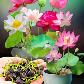 ZenLotus – Midnight Purple Lotus Seeds