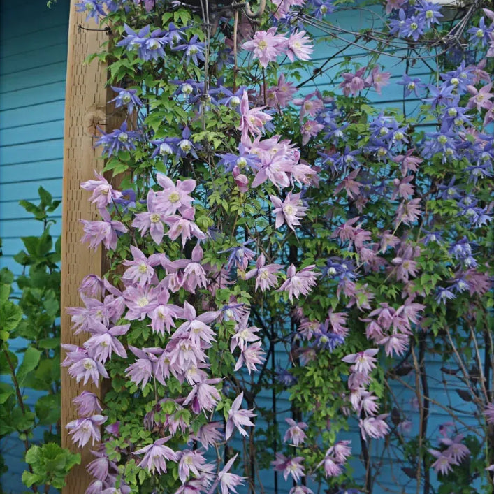 GardenGrace - Clematis Blooming Seeds