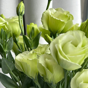 BloomRidge – Hardy Perennial Lisianthus Seeds